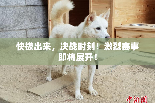 快拔出来，决战时刻！激烈赛事即将展开！