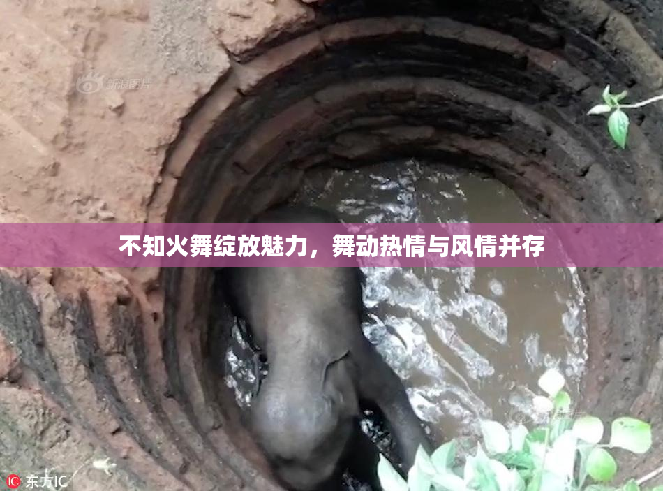 不知火舞绽放魅力，舞动热情与风情并存