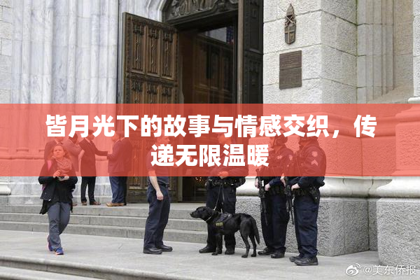 皆月光下的故事与情感交织，传递无限温暖