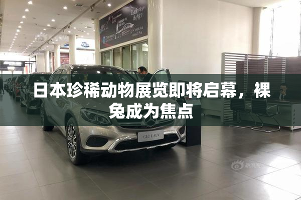 日本珍稀动物展览即将启幕，裸兔成为焦点