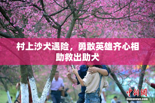 村上沙犬遇险，勇敢英雄齐心相助救出助犬