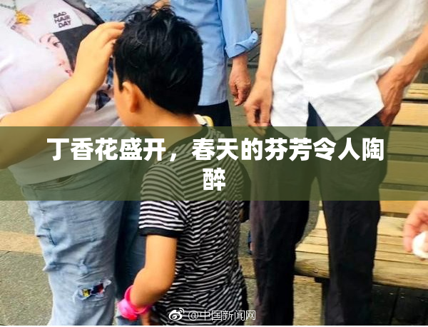 丁香花盛开，春天的芬芳令人陶醉