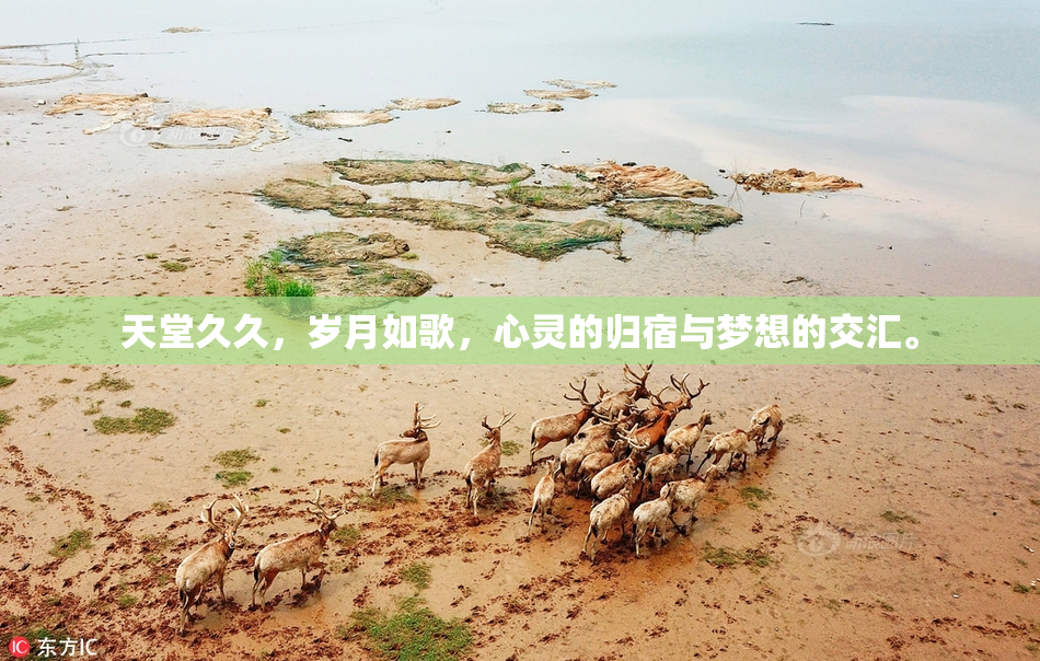 天堂久久，岁月如歌，心灵的归宿与梦想的交汇。
