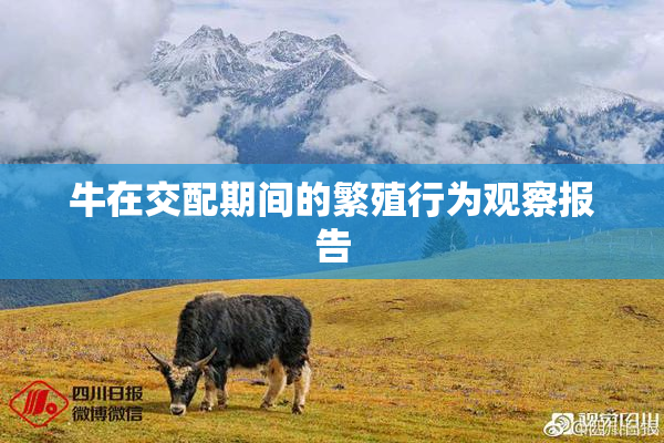 牛在交配期间的繁殖行为观察报告