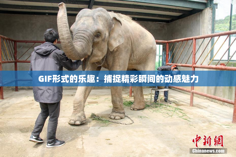 GIF形式的乐趣：捕捉精彩瞬间的动感魅力