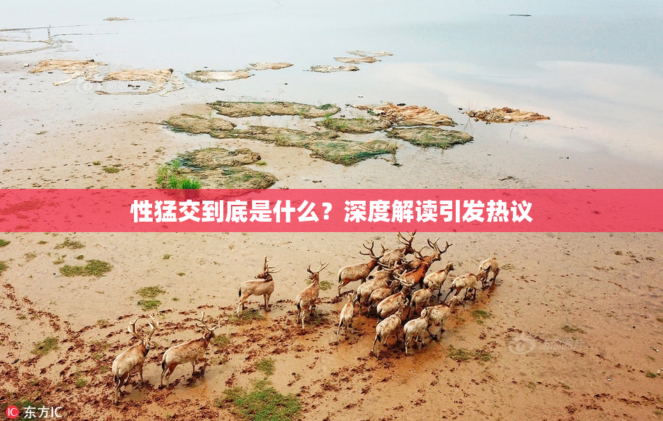 性猛交到底是什么？深度解读引发热议