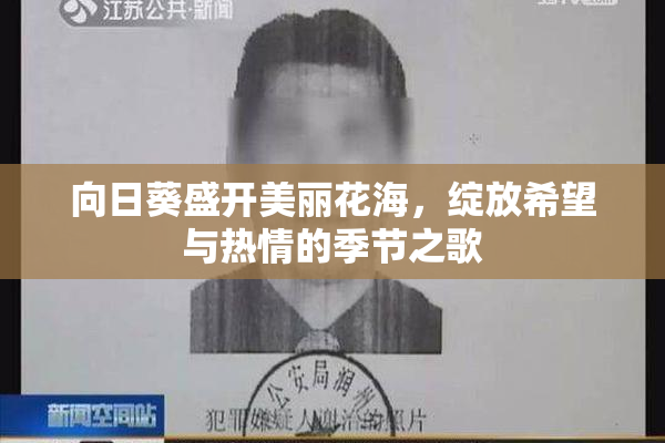 向日葵盛开美丽花海，绽放希望与热情的季节之歌