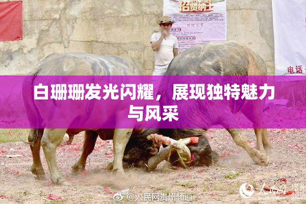 白珊珊发光闪耀，展现独特魅力与风采