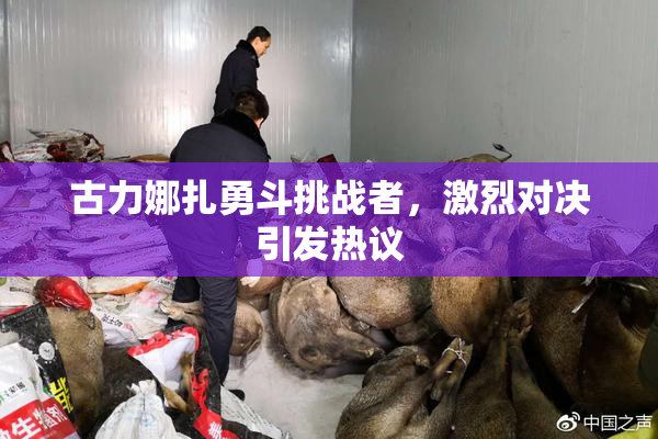 古力娜扎勇斗挑战者，激烈对决引发热议