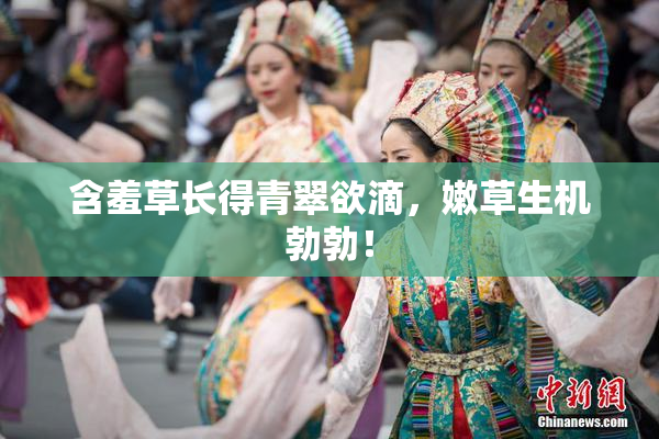 含羞草长得青翠欲滴，嫩草生机勃勃！