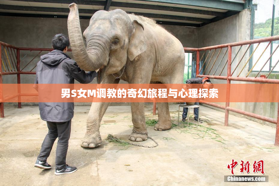 男S女M调教的奇幻旅程与心理探索