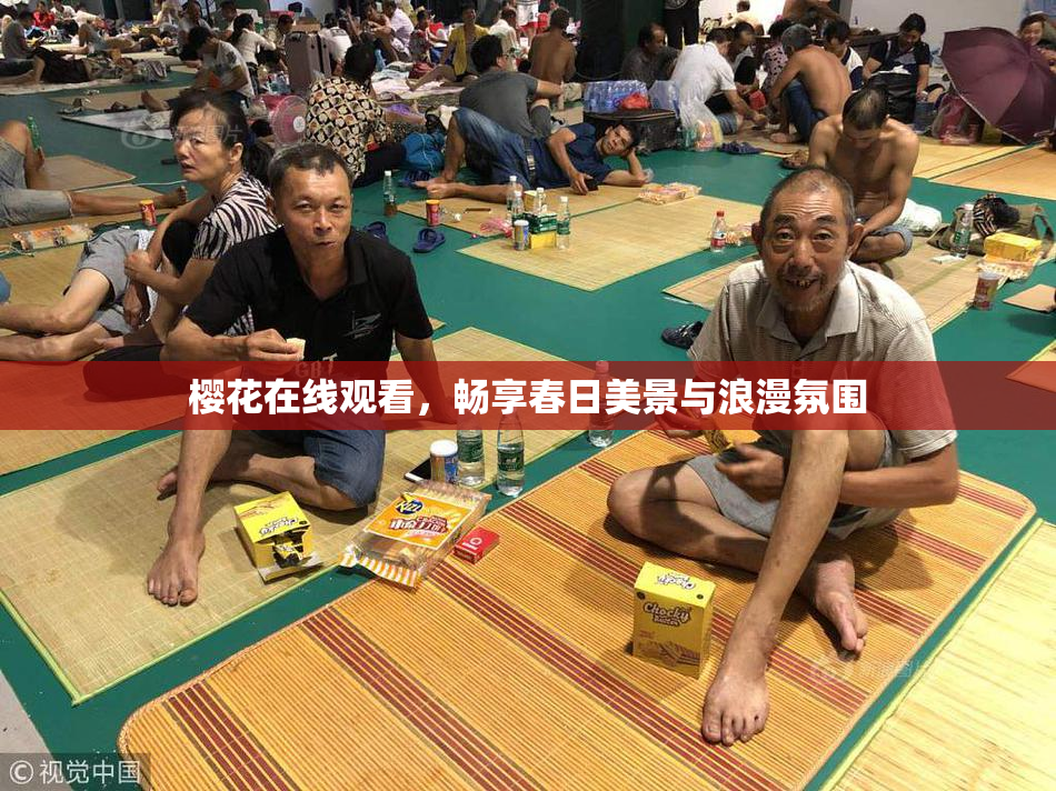 樱花在线观看，畅享春日美景与浪漫氛围