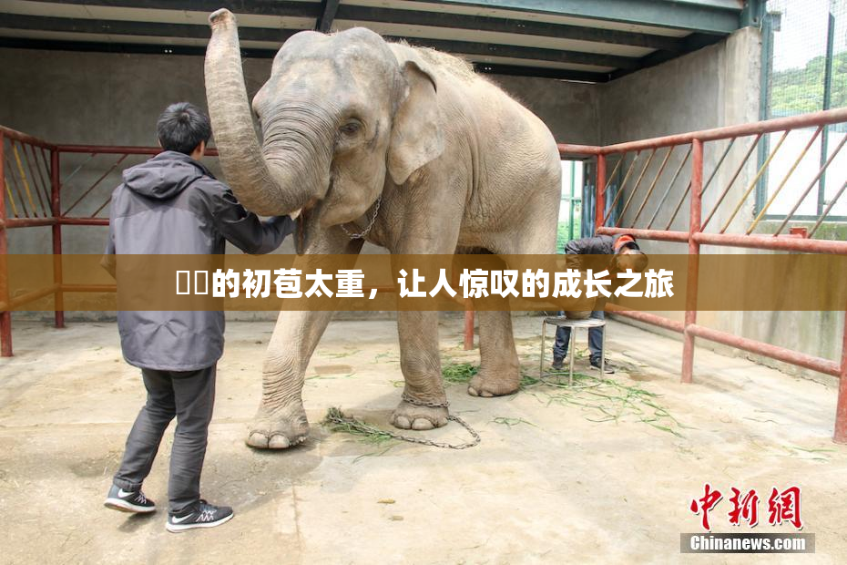 妺妺的初苞太重，让人惊叹的成长之旅