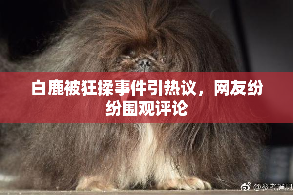 白鹿被狂揉事件引热议，网友纷纷围观评论