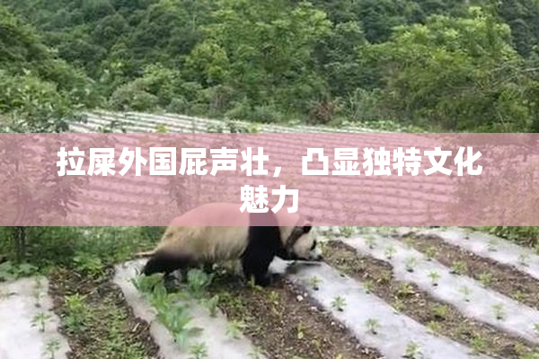 拉屎外国屁声壮，凸显独特文化魅力