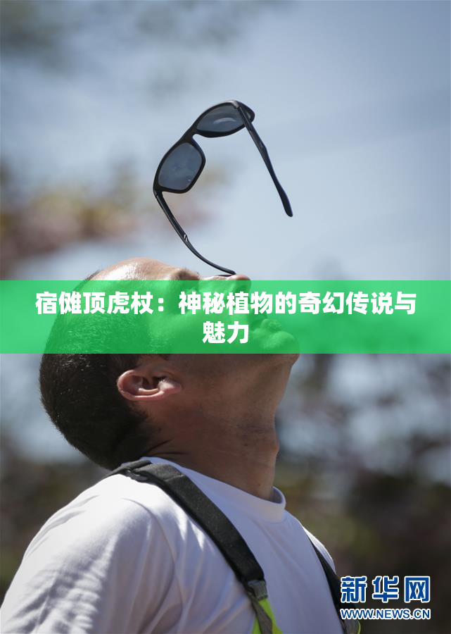 宿傩顶虎杖：神秘植物的奇幻传说与魅力