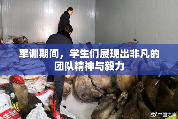 军训期间，学生们展现出非凡的团队精神与毅力
