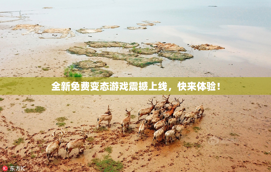 全新免费变态游戏震撼上线，快来体验！