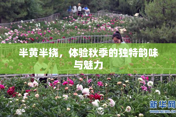 半黄半挠，体验秋季的独特韵味与魅力