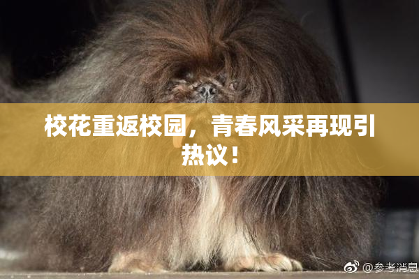校花重返校园，青春风采再现引热议！