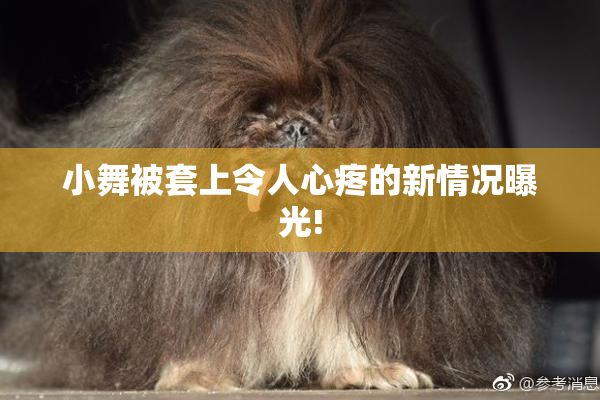 小舞被套上令人心疼的新情况曝光!