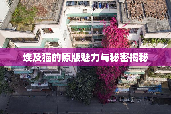 埃及猫的原版魅力与秘密揭秘