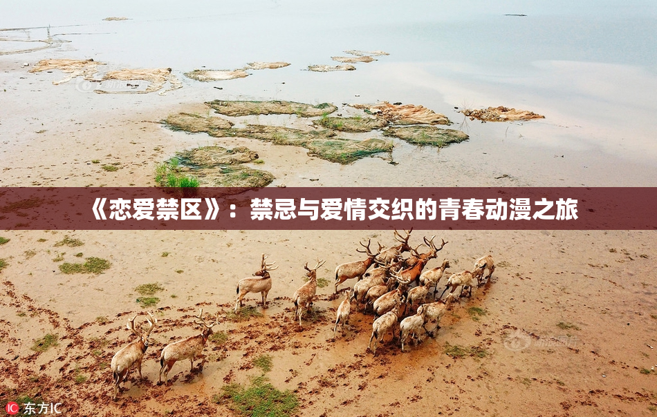 《恋爱禁区》：禁忌与爱情交织的青春动漫之旅