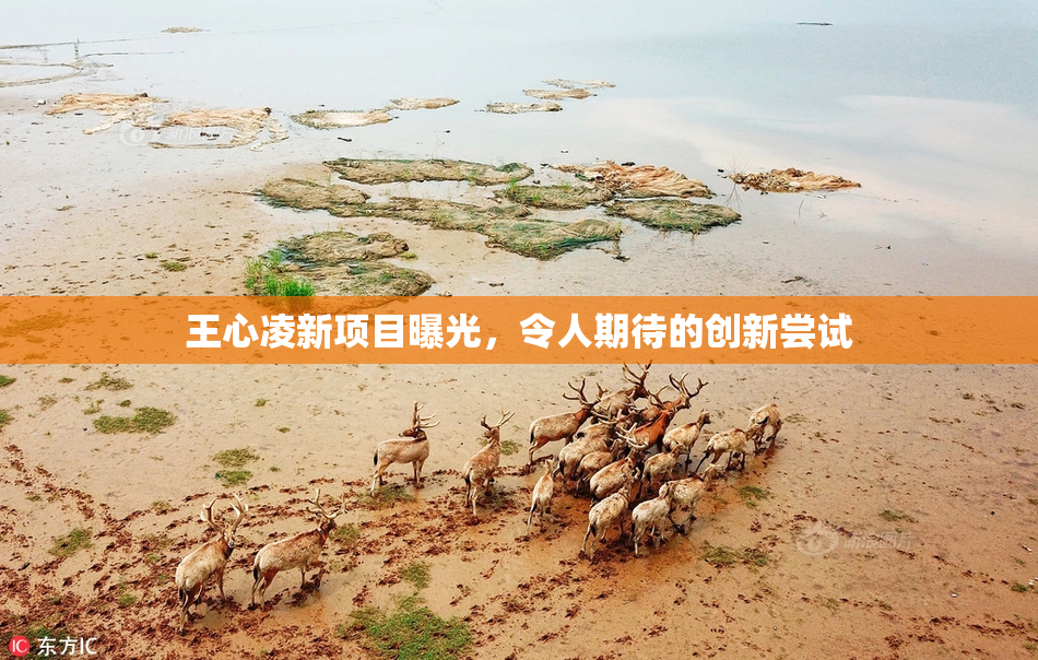 王心凌新项目曝光，令人期待的创新尝试