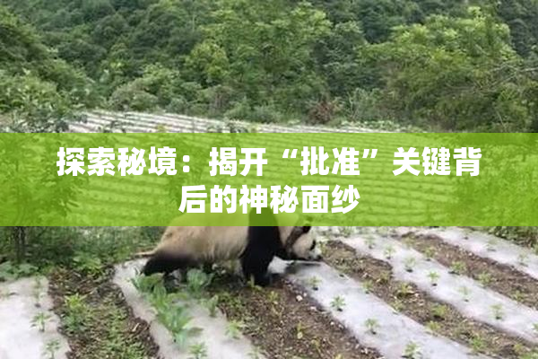 探索秘境：揭开“批准”关键背后的神秘面纱