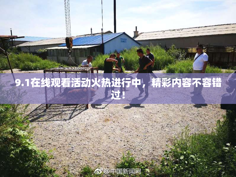 9.1在线观看活动火热进行中，精彩内容不容错过！