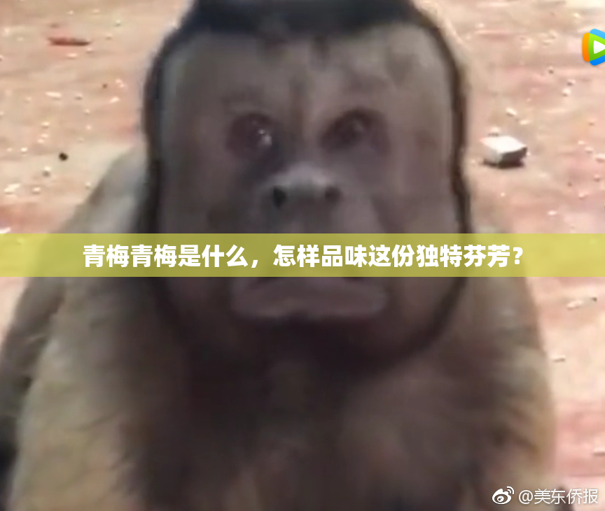 青梅青梅是什么，怎样品味这份独特芬芳？
