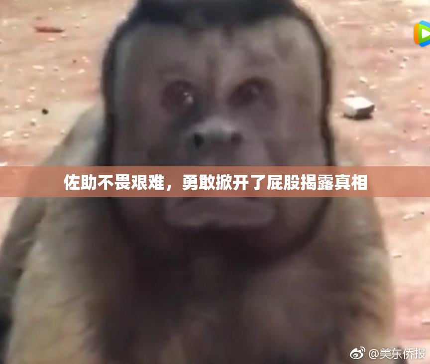 佐助不畏艰难，勇敢掀开了屁股揭露真相