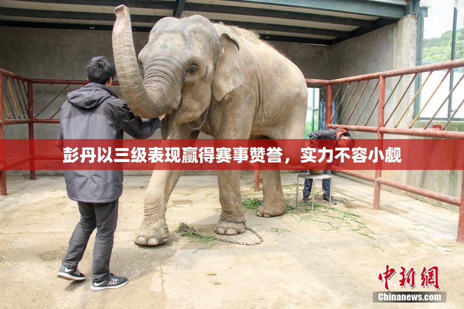 彭丹以三级表现赢得赛事赞誉，实力不容小觑