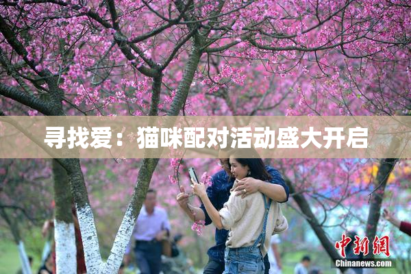 寻找爱：猫咪配对活动盛大开启
