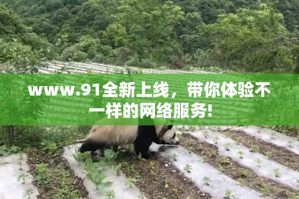 www.91全新上线，带你体验不一样的网络服务!