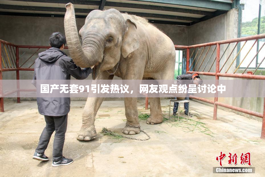 国产无套91引发热议，网友观点纷呈讨论中