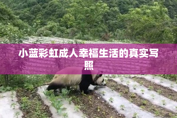 小蓝彩虹成人幸福生活的真实写照