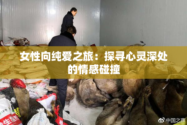 女性向纯爱之旅：探寻心灵深处的情感碰撞