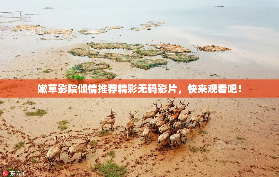 嫩草影院倾情推荐精彩无码影片，快来观看吧！