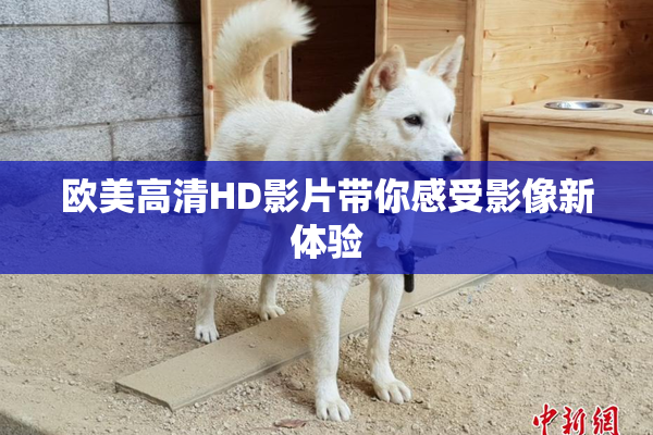 欧美高清HD影片带你感受影像新体验