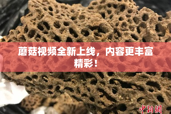 蘑菇视频全新上线，内容更丰富精彩！