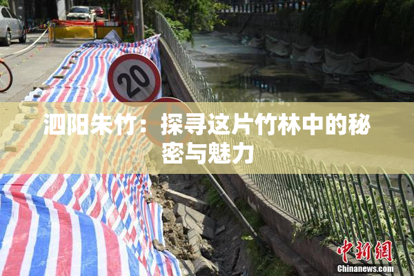 泗阳朱竹：探寻这片竹林中的秘密与魅力