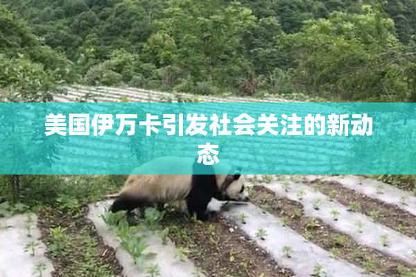 美国伊万卡引发社会关注的新动态