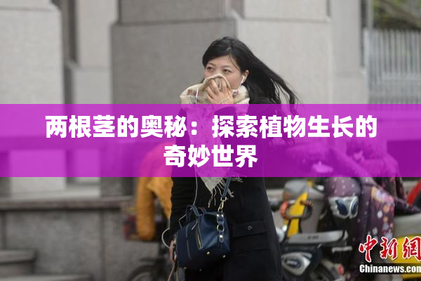 两根茎的奥秘：探索植物生长的奇妙世界
