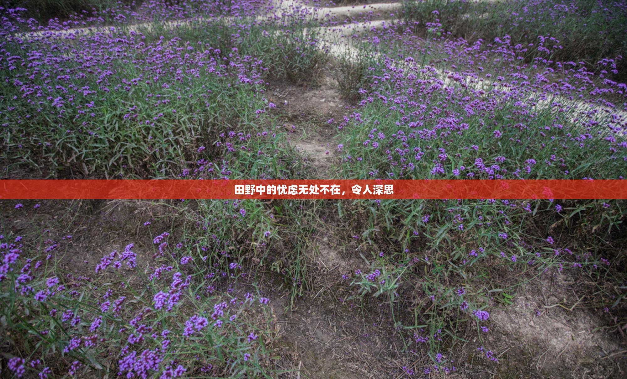 田野中的忧虑无处不在，令人深思