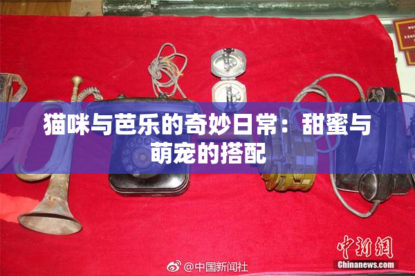 猫咪与芭乐的奇妙日常：甜蜜与萌宠的搭配