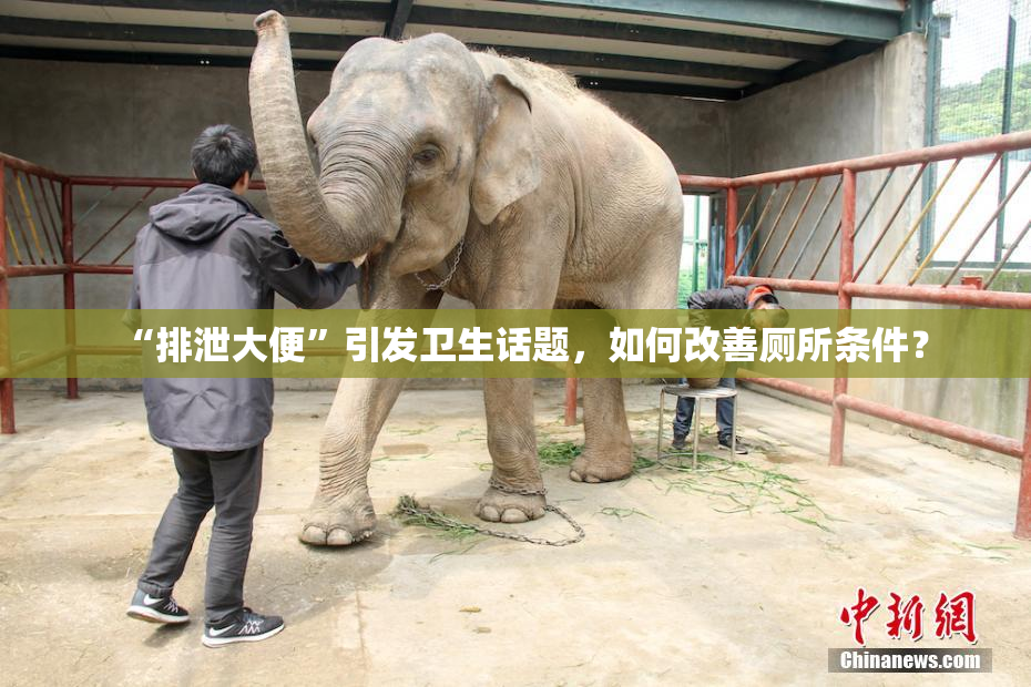 “排泄大便”引发卫生话题，如何改善厕所条件？