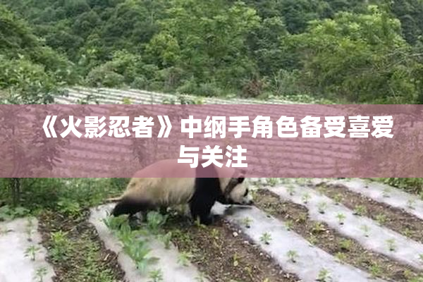 《火影忍者》中纲手角色备受喜爱与关注
