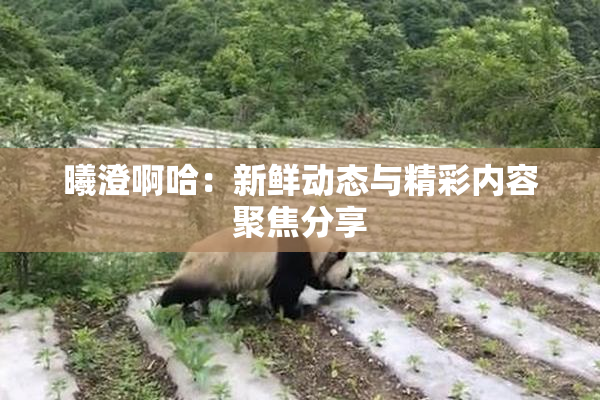 曦澄啊哈：新鲜动态与精彩内容聚焦分享