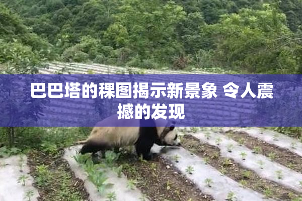 巴巴塔的稞图揭示新景象 令人震撼的发现
